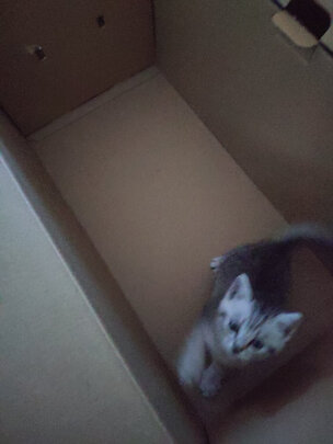 猫窝