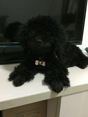 狗牌