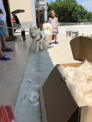  狗狗电推剪