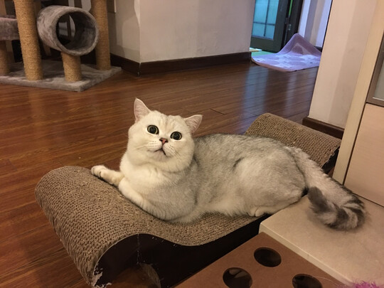 猫抓板
