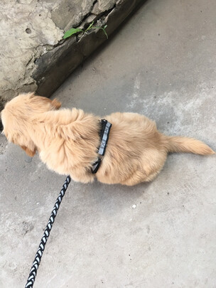狗狗牵引绳