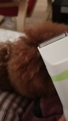  宠物磨甲器