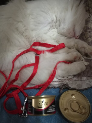 猫项圈