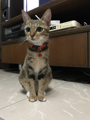 逗猫玩具