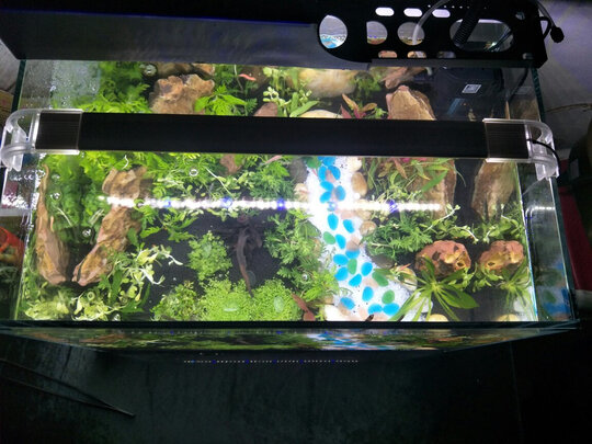 水草泥