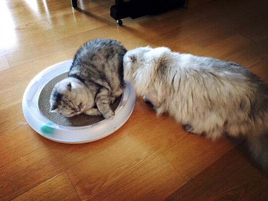 猫窝