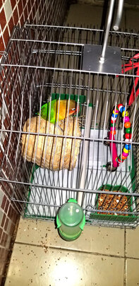 鸟笼
