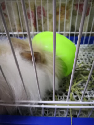 兔粮提摩西草