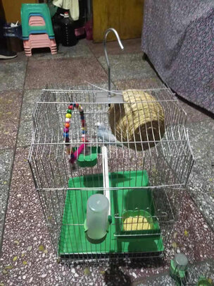 鸟笼