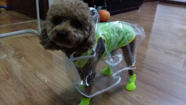 狗狗雨衣