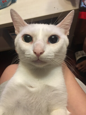 豆腐猫砂