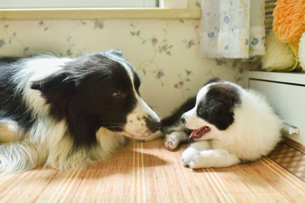 狗狗磨牙棒