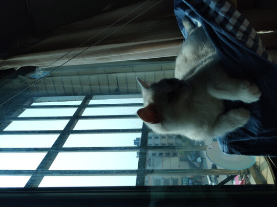 猫窝