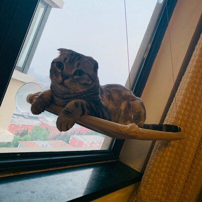 猫窝