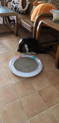 猫窝