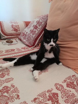  猫笼