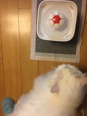 宠物饮水机