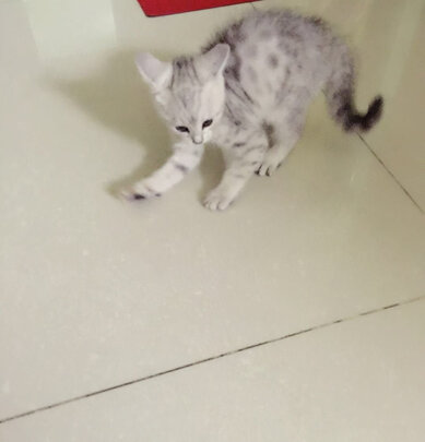 猫零食