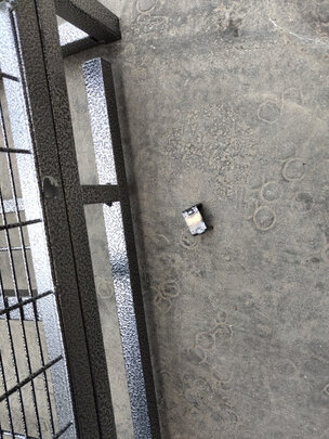 狗笼