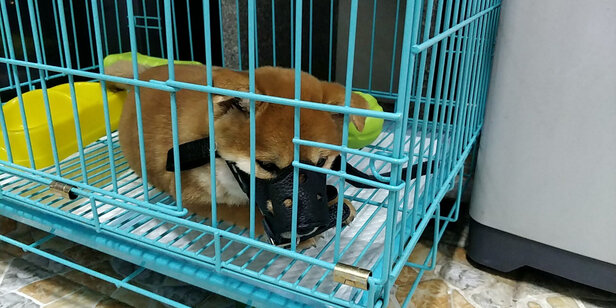 狗狗嘴套