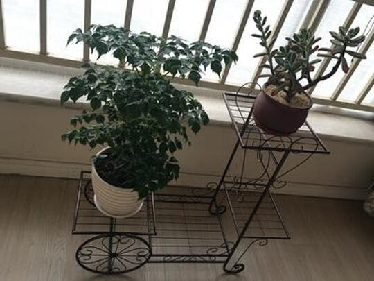 花架