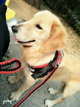 狗狗嘴套