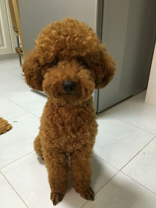 狗狗电推剪