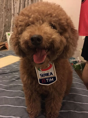 宠物护毛素