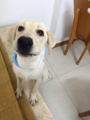 狗笼