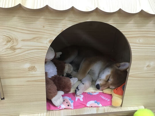  宠物磨甲器