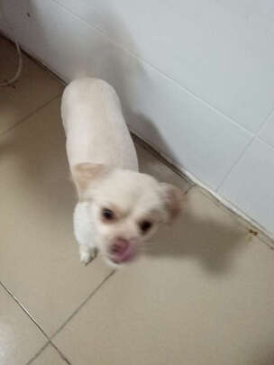  狗狗电推剪