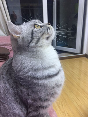 宠物沐浴露