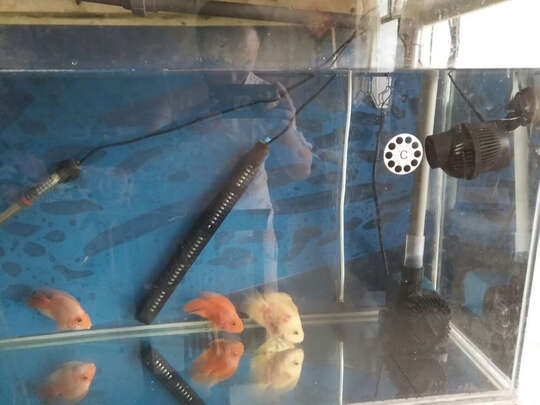 鱼缸潜水泵