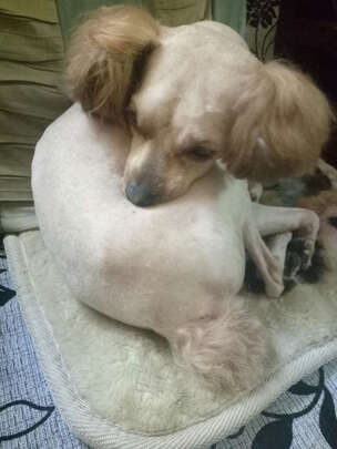  狗狗剃毛器