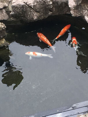 鱼粮