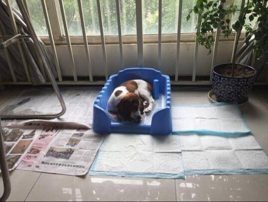 狗厕所