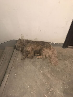 狗狗电推剪