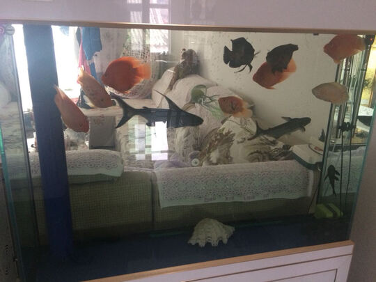鱼缸净水剂