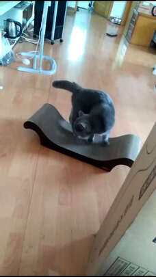 猫抓板
