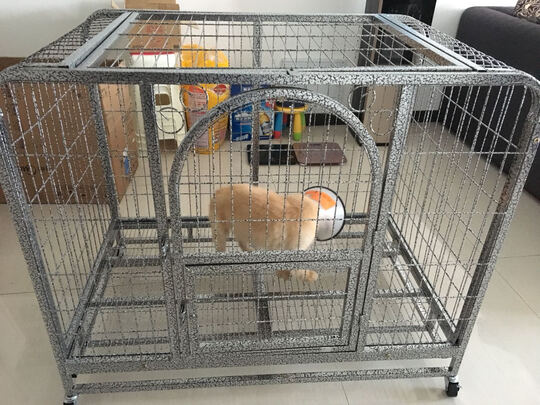 狗笼