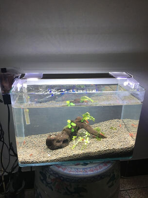 鱼缸水草灯