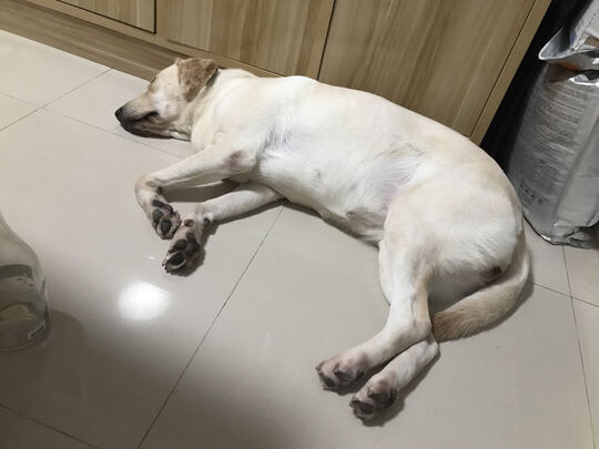 狗狗沐浴露