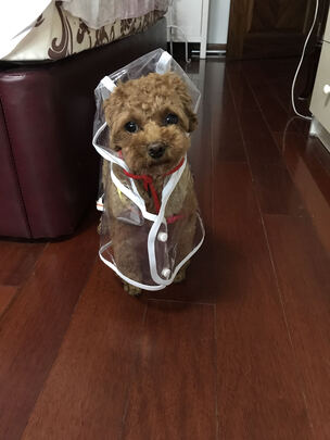 狗狗雨衣