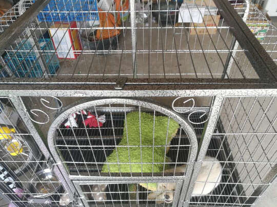  狗笼