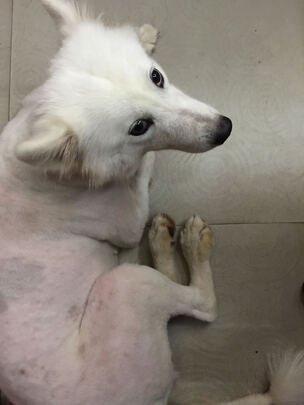  狗狗电推剪