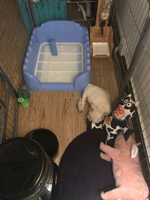 狗厕所