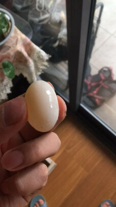 龟粮饲料