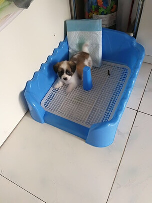 狗厕所