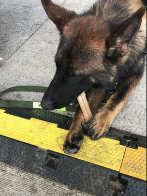 狗狗磨牙棒
