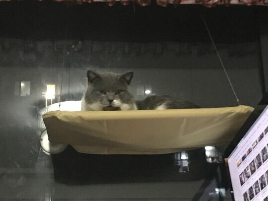 猫窝